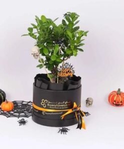 Halloween Bonsai Plant