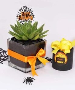 Halloween Echeveria Plant and Sweecho Chocolate Box