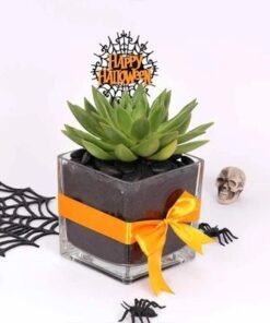 Halloween Echeveria Plant