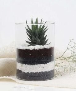 Haworthia Plant in Cylinder Vase