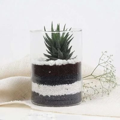 Haworthia Plant in Cylinder Vase