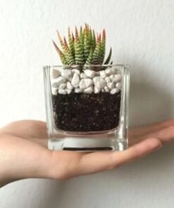 Haworthia Plant in Square Glass Vase