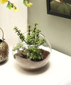 Jade Plant in Fish Bowl