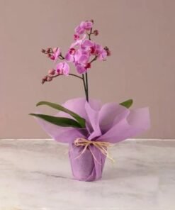Mini Purple Orchid Plant in Pink Wrapping