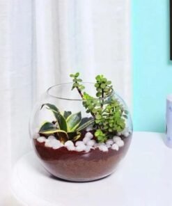 Mini Sansevieria and Jade Plant in Fish Bowl