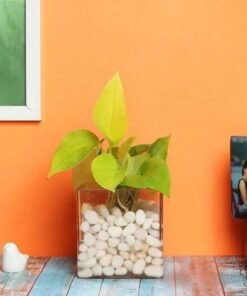 Money Plant in Clear Vase