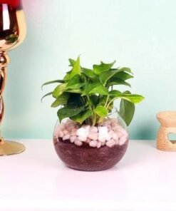Money Plant in Fish Bowl and White Stones
