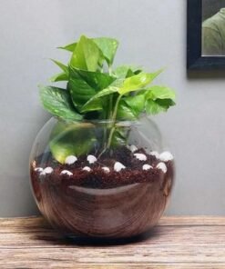 Money Plant in Fish Bowl