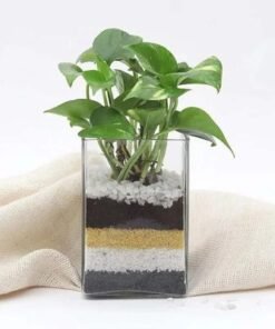 Money Plant in Vase