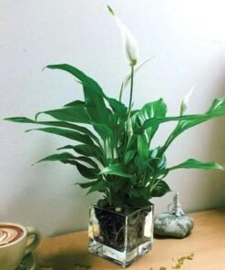 Peace Lily Plant in Square Vase