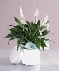 Peace Lily Plant in White Round Box