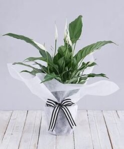 Peace Lily Plant in White Wrapping