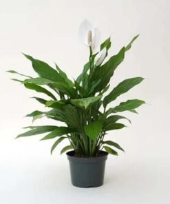 Peace Lily Plant
