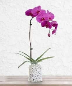 Purple Orchid Plant in Vase