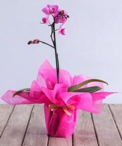 Purple Orchid Plant in Pink Wrapping