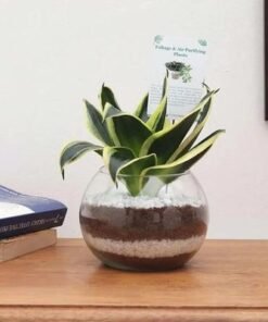 Sansevieria in Fish Bowl