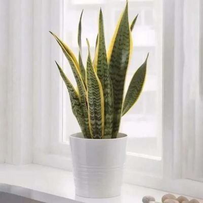 Sansevieria in White Pot