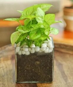 Syngonium Plant in Square Vase
