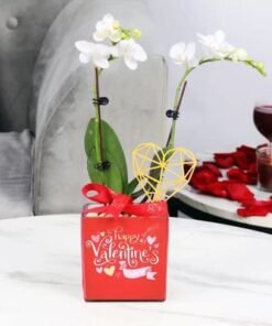 Valentine 2 Stem Mini White Orchid Plant