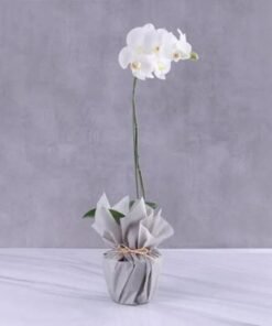 White Orchid Plant in Grey Wrapping