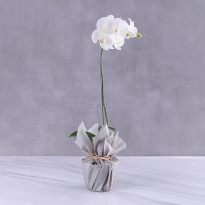 White Orchid Plant in Grey Wrapping