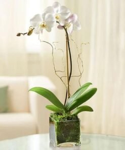 White Orchid Plant in Square Vase
