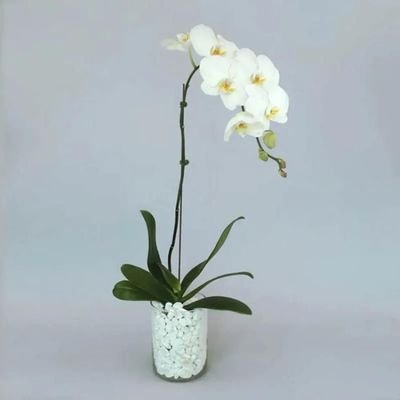 White Orchid Plant in Vase