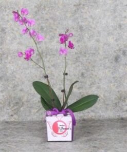 Womens Day 2 Stem Purple Mini Orchid Plant