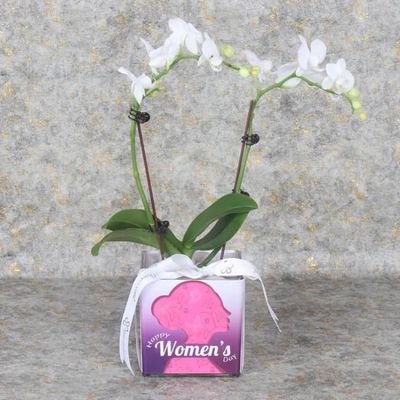 Womens Day 2 Stem White Mini Orchid Plant