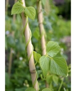 Bamboo Sticks for Plants - 180cm, 3pcs | Plant Support Stakes | 24-16mm, Plant Support Pole | Durable Plant Stick for for Flowers, Vegetables, and Creepers | Garden Sticks (3pcs, 180cm)