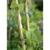 Bamboo Sticks for Plants - 210cm, 10pcs | Plant Support Stakes | 24-16mm, Plant Support Pole | Durable Plant Stick for for Flowers, Vegetables, and Creepers | Garden Sticks (10pcs, 210cm)