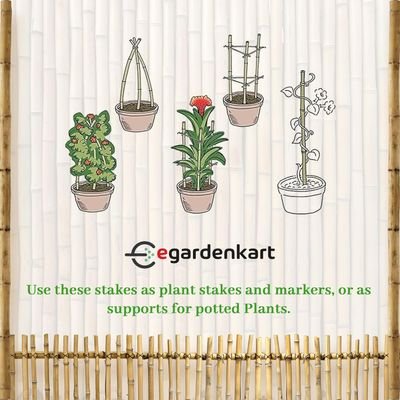 Bamboo Sticks for Plants - 90 Cm, 10 Pcs | Garden Sticks for Strong Support | Long Plant sticks for Plant Support Stakes (Slim, 10pcs, 90cm) - Image 5
