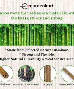Bamboo Sticks for Plants - 150 Cm, 10 Pcs | Garden Sticks for Strong Support | Long Plant sticks for Plant Support Stakes (Slim, 10pcs, 150cm) - Image 4