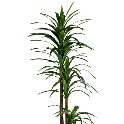 Artificial Dracaena Reflexa Plant 220cm Premium Tall Indoor Floor Plant for Home & Office Decor _ Realistic Green Leaves (Without Pot) - Image 5