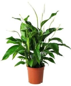 Spathiphyllum 40-45 CM Plant | Fresh/ Live Plants